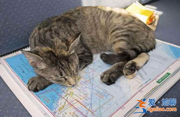 美国夫妇辞职看世界  带猫驾船游16国？