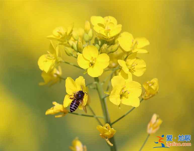 婺源看油菜花最佳时间，婺源油菜花观赏最佳时间？