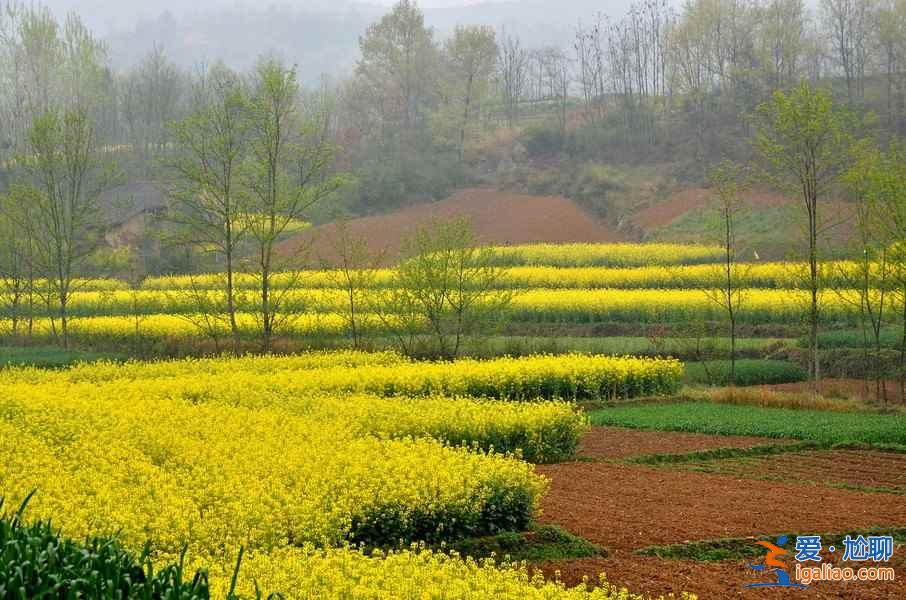 看油菜花的地方，2018到哪里看油菜花，全国各地油菜花地大盘点？