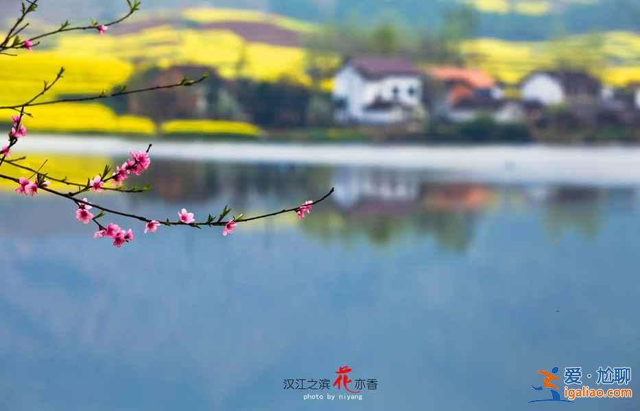 看油菜花的地方，2018到哪里看油菜花，全国各地油菜花地大盘点？