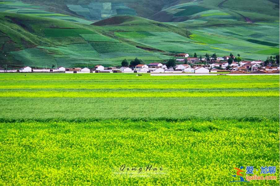 【7月门源油菜花】怎么坐车门源油菜花海，青海门源油菜花海？