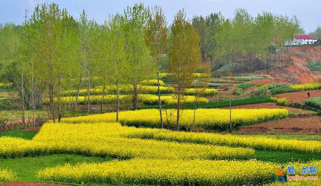 看油菜花的地方，2018到哪里看油菜花，全国各地油菜花地大盘点？