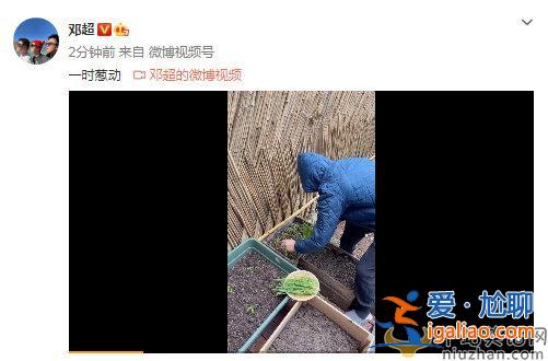 邓超晒早起冒雨拔葱  邓超要亲自下厨了吗