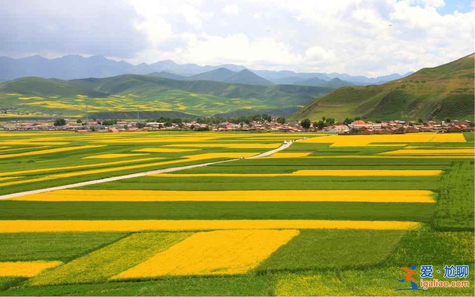 2017门源油菜花花期，2017门源油菜花几月开？