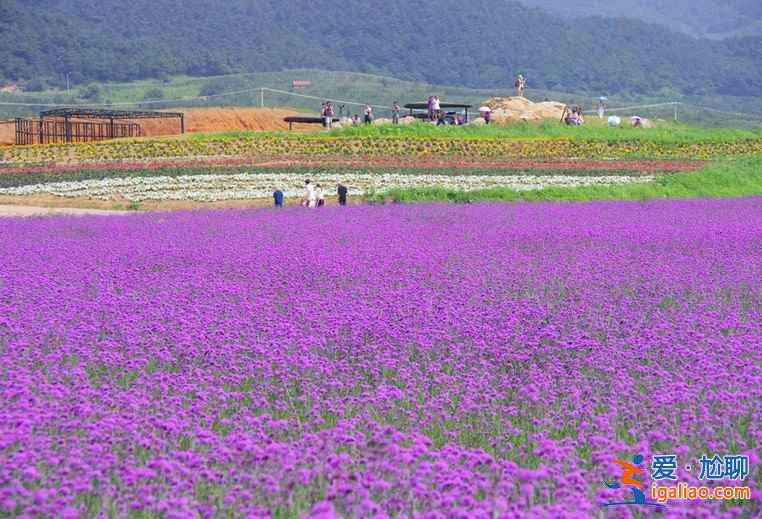2018沈阳薰衣草庄园门票—时间—地点及交通，沈阳薰衣草庄园攻略？
