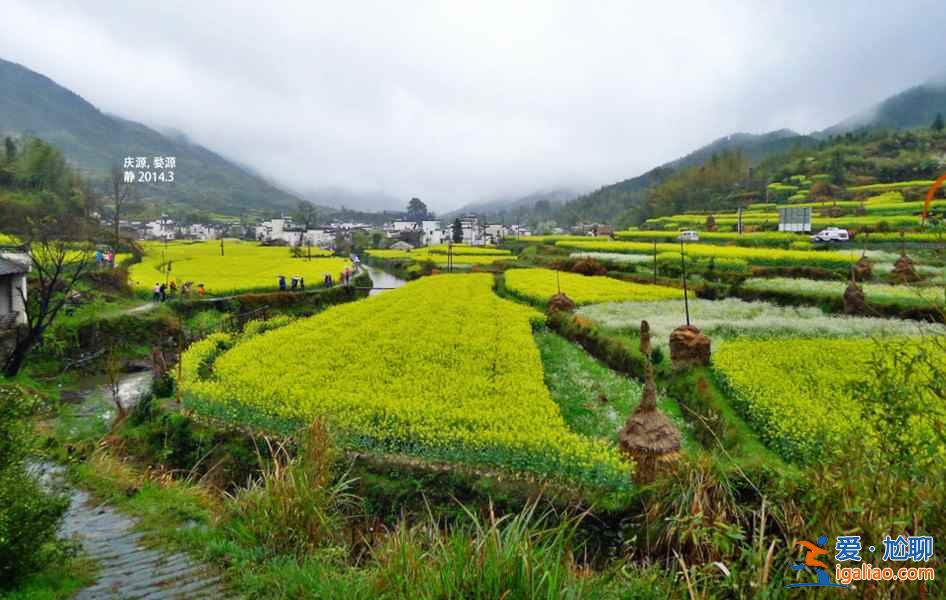 婺源油菜花，2018婺源油菜花什么时候开，婺源油菜花几月开？