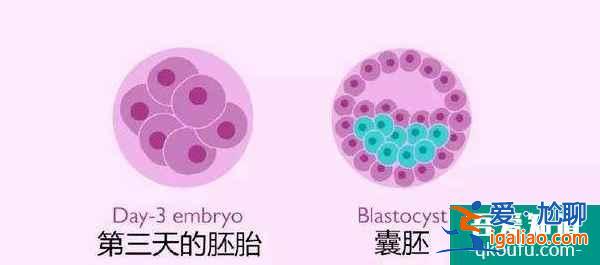 肥胖多大程度会影响试管成功率？？