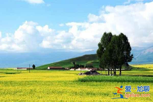 门源油菜花什么时候开，2017门源油菜花什么时候开？