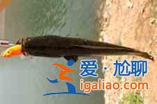 黑鱼汤？