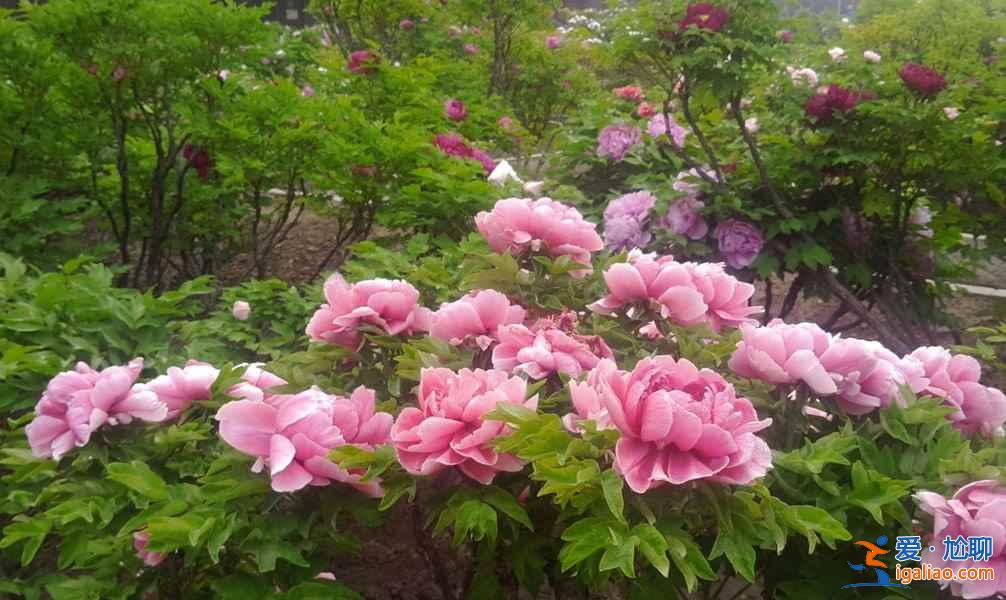 国内五大牡丹赏花地(附:牡丹花花期、地点、观赏攻略)? 国内五大牡丹赏花地(附:牡丹花花期、地点、观赏攻略)?
