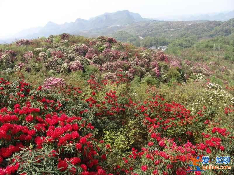 百里杜鹃花什么时候开，2017百里杜鹃花节花期—门票—地址—活动？