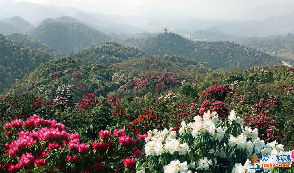 百里杜鹃花什么时候开，2017百里杜鹃花节花期—门票—地址—活动？