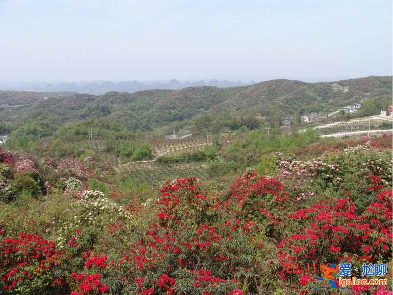 百里杜鹃花什么时候开，2017百里杜鹃花节花期—门票—地址—活动？