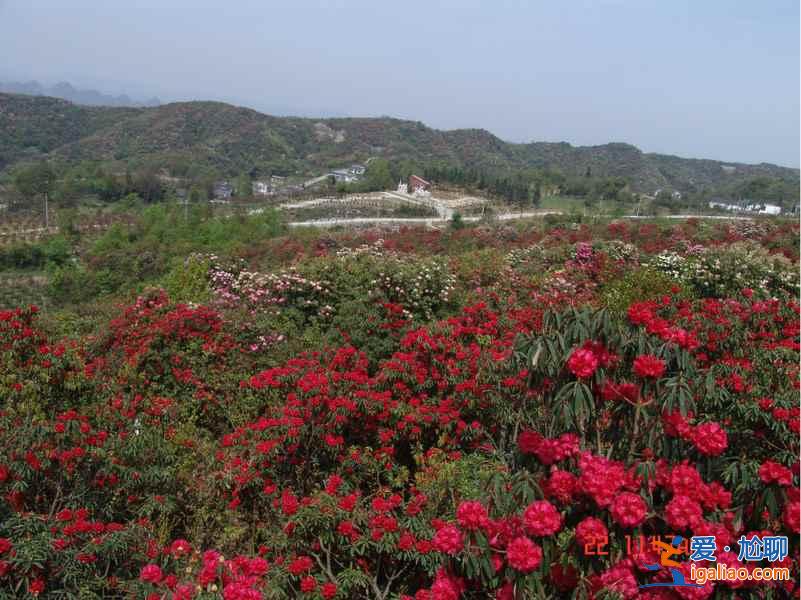 百里杜鹃花什么时候开，2017百里杜鹃花节花期—门票—地址—活动？
