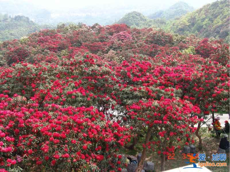 百里杜鹃花什么时候开，2017百里杜鹃花节花期—门票—地址—活动？