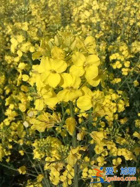 2018北京看油菜花去哪里，北京油菜花观赏地？