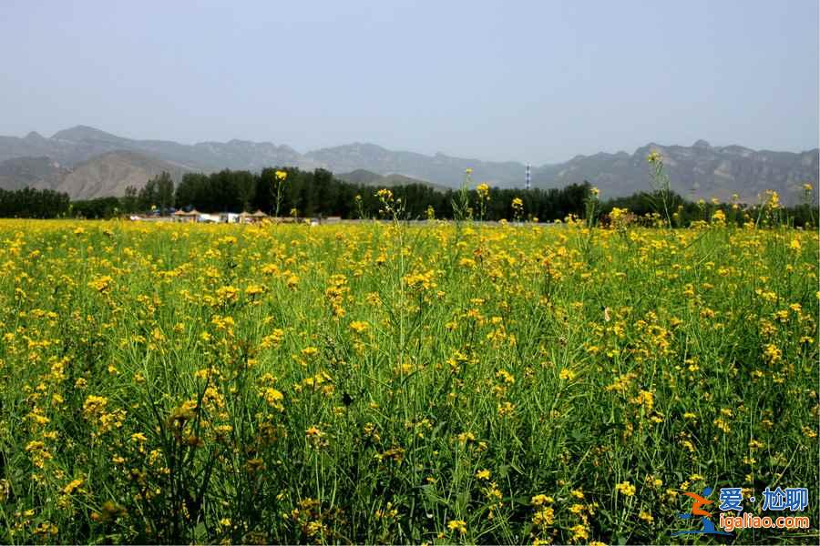 2018北京看油菜花去哪里，北京油菜花观赏地？