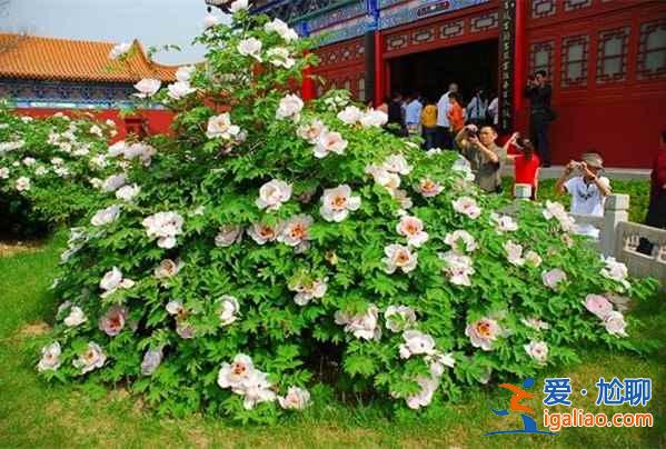 【古县牡丹节】2017山西古县牡丹节时间、花期、地点、门票，2017古县牡丹节？
