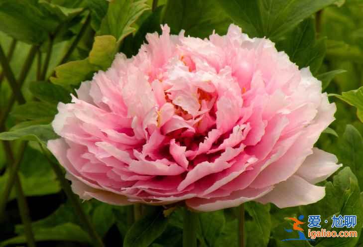 【古县牡丹节】2017山西古县牡丹节时间、花期、地点、门票，2017古县牡丹节？