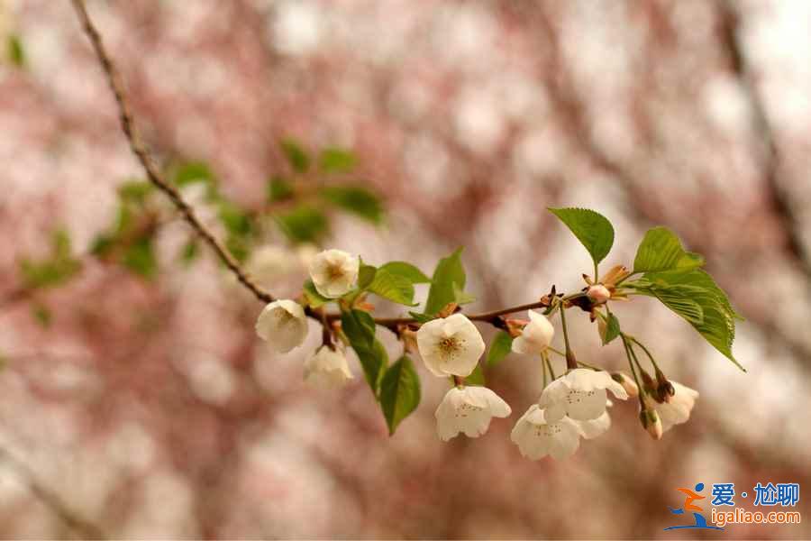 青龙寺樱花什么时候开，青龙寺樱花3月底能开吗？？