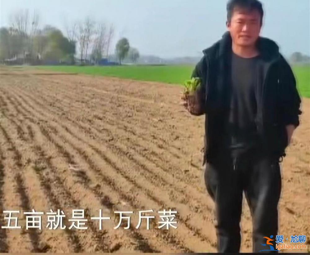 网传山东曹县芹菜出现大面积滞销、菜农无奈将菜打碎 官方回应？