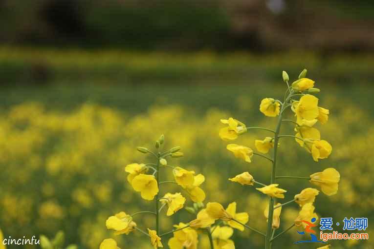 2018江西婺源油菜花线路，婺源的油菜花好看吗？