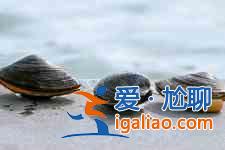 河蚌怎么洗干净？