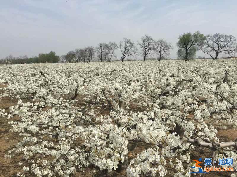 2018晋州油菜花时间、地址、门票，晋州周家庄油菜花？