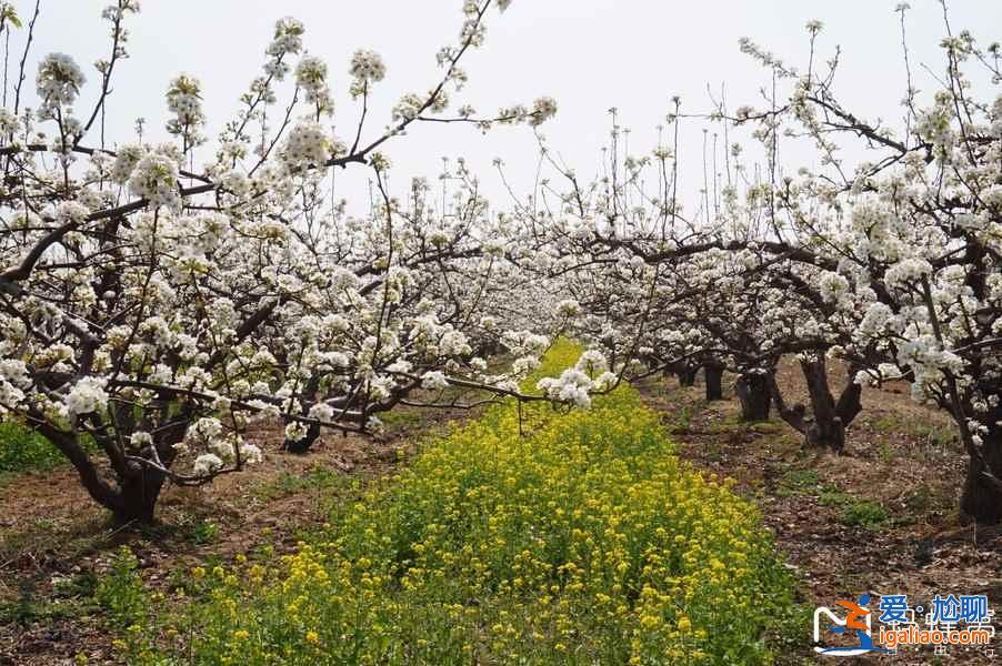 2018晋州油菜花时间、地址、门票，晋州周家庄油菜花？