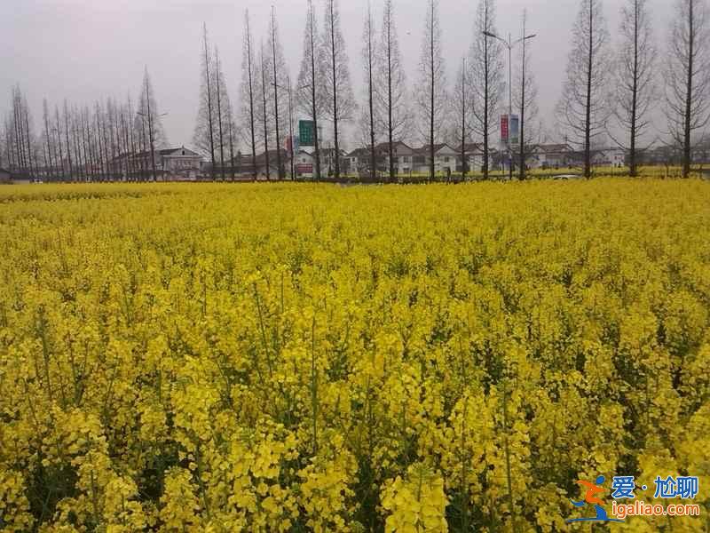 2018晋州油菜花时间、地址、门票，晋州周家庄油菜花？