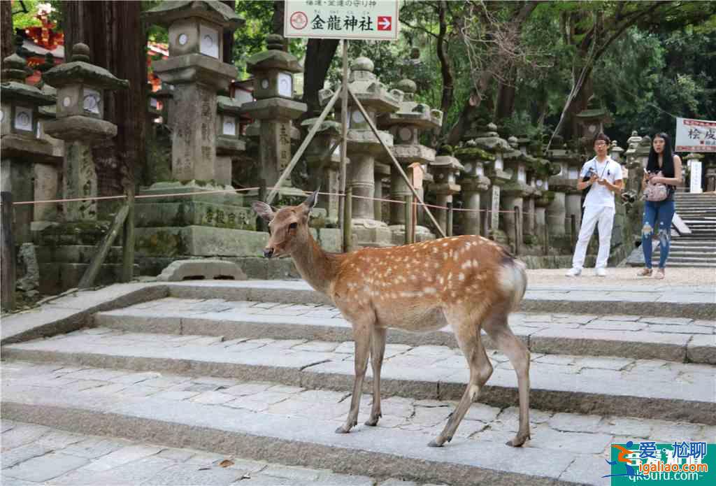 【日本】富士山静冈周游券mini全攻略路线分析自由行行程推荐票券资讯整理，让你三天玩遍富士市？