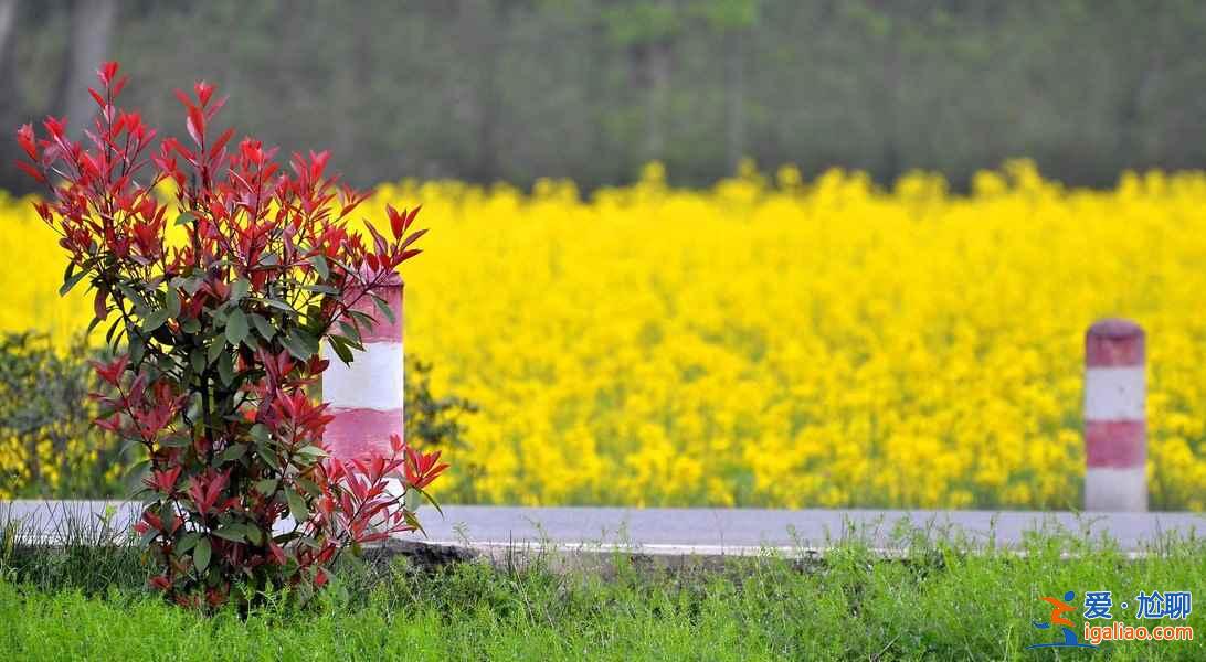 2018晋州油菜花时间、地址、门票，晋州周家庄油菜花？