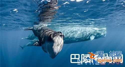 心理罪介绍 侠盗联盟介绍鲛珠传介绍紫宅介绍地球：神奇的一天 介绍左眼阴阳介绍隐隐惊马槽之决战女僵尸介？