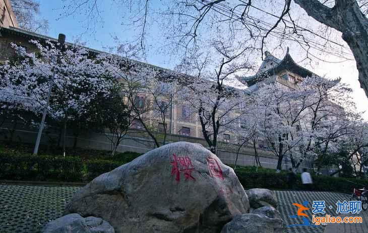 2017武大樱花门票多少钱，2017武大樱花门票？