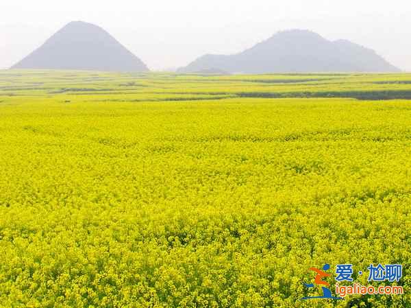 2018罗平油菜花海，罗平好玩么，罗平哪里好玩？