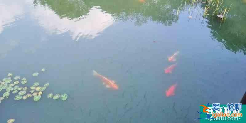杭州一日游|金沙湖八卦田玉皇山钱塘江？