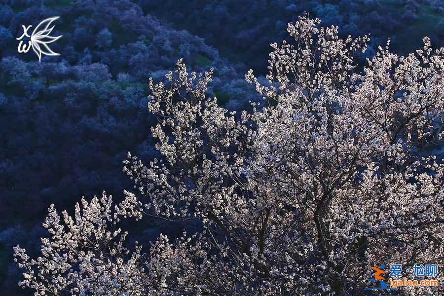 伊犁杏花沟几月份去，伊犁杏花沟美图？