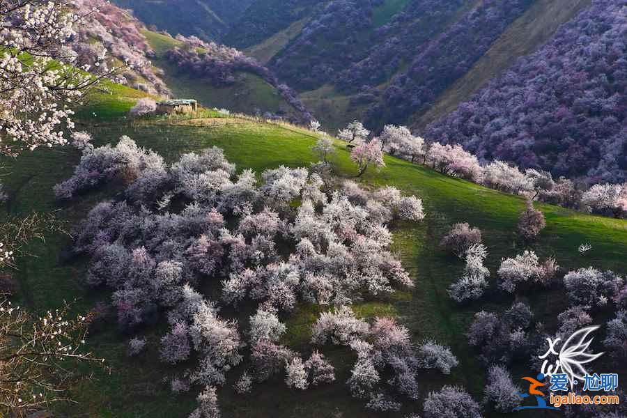 伊犁杏花沟几月份去，伊犁杏花沟美图？