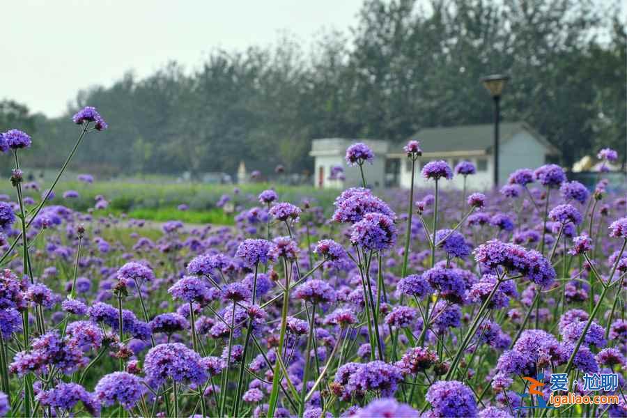 【南京薰衣草庄园开花时间】2018南京薰衣草庄园什么时候开花，南京薰衣草庄园开花时间？