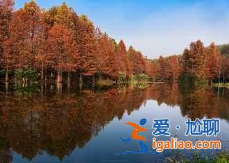 【南京薰衣草庄园开花时间】2018南京薰衣草庄园什么时候开花，南京薰衣草庄园开花时间？