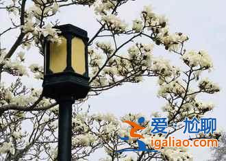 【南京薰衣草庄园开花时间】2018南京薰衣草庄园什么时候开花，南京薰衣草庄园开花时间？