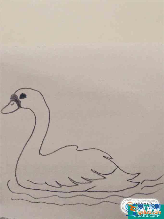 画白天鹅的简笔画？