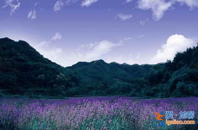 【北京薰衣草庄园】北京薰衣草庄园地址—门票，北京薰衣草主题公园？