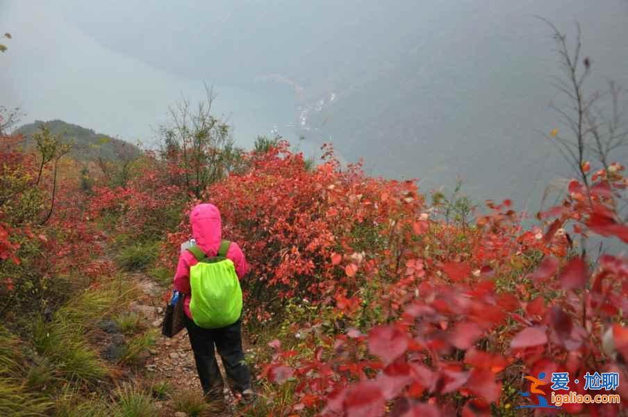 重庆看红叶的时间，2018重庆巫山红叶节11月中旬开幕？