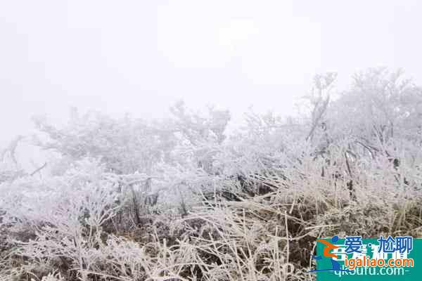 2022南宁大明山雾凇观赏攻略 附最佳观赏点推荐？