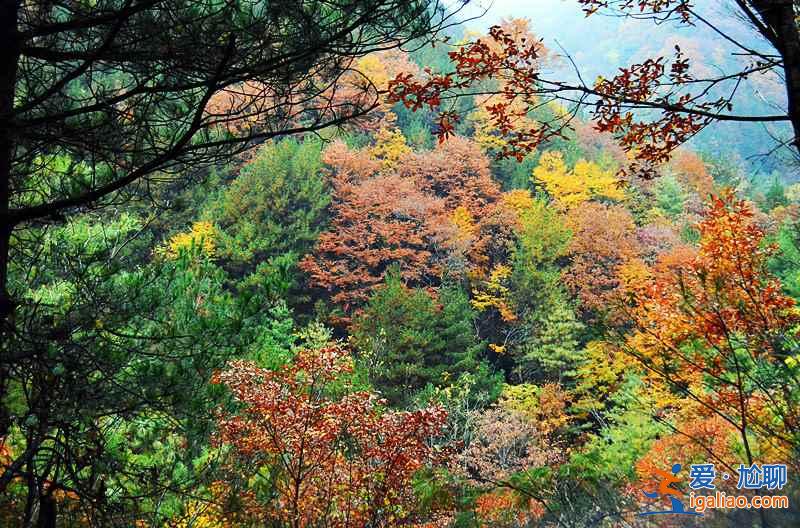 10月下旬，光雾山红叶进入迎来最佳观赏时节？