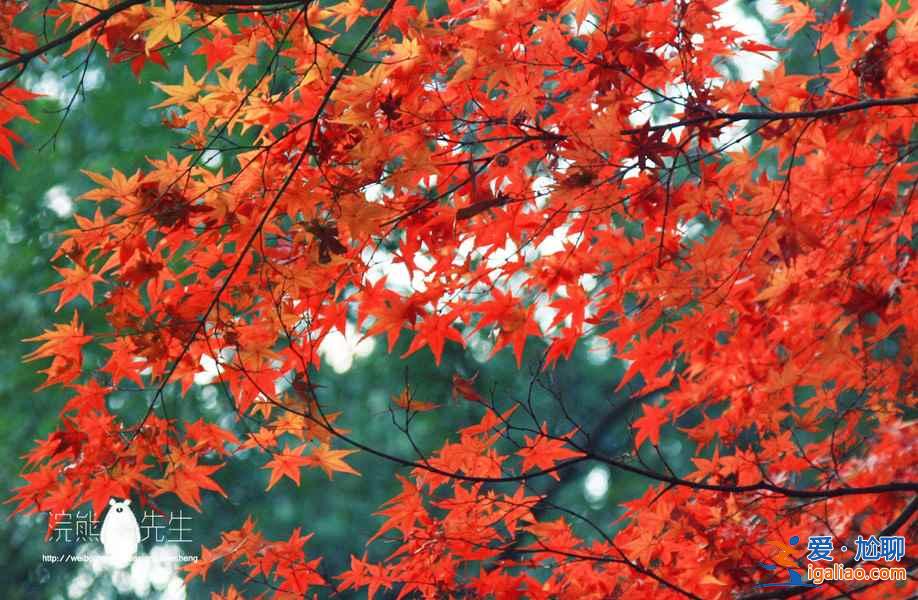 【京都红叶景点】2018京都红叶时间及地点？