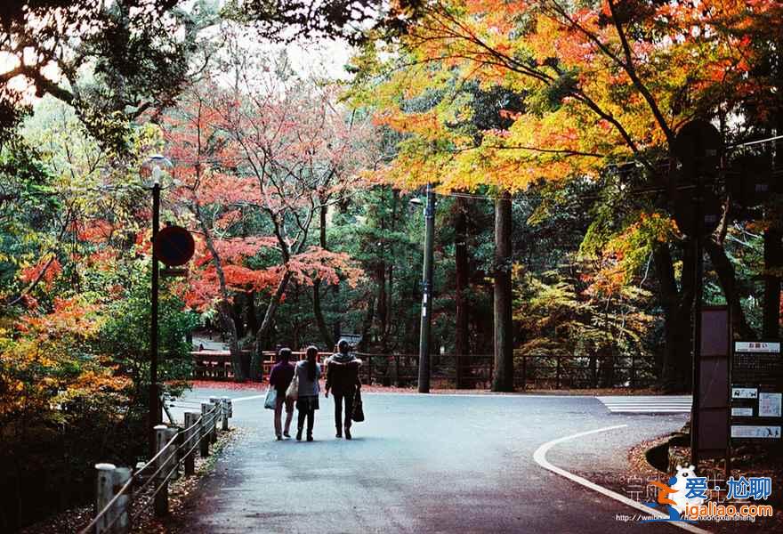 【京都红叶景点】2018京都红叶时间及地点？