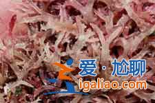石花菜的做法？