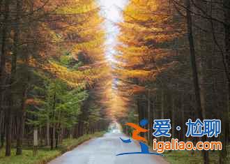 光雾山的红叶，红的非常震撼！？